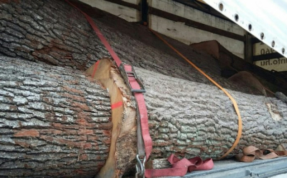 У Великому Березному зупинили вантажівку з деревиною з імовірно підробленими документами 