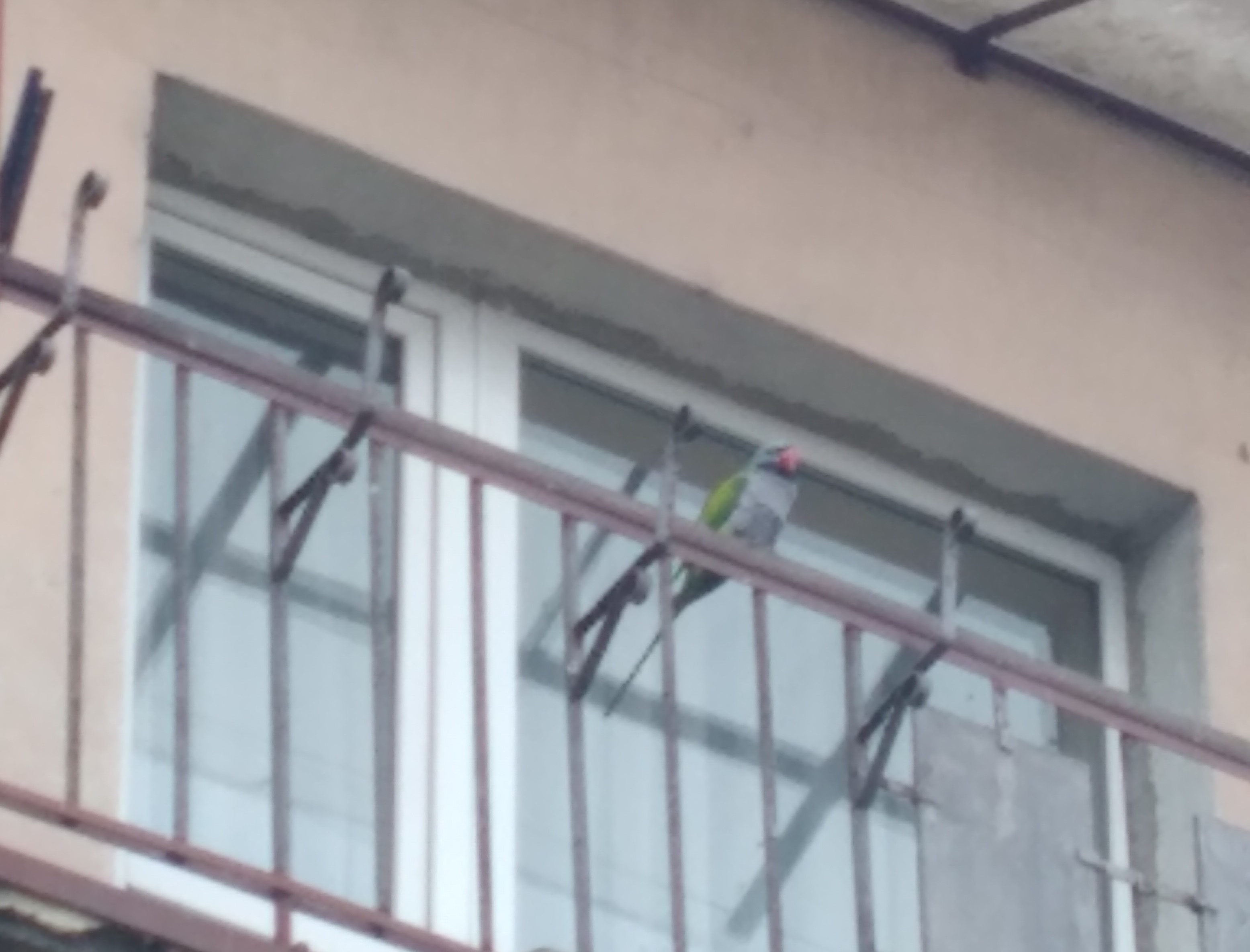 В Ужгороді посеред зими літає екзотичний кільчастий папуга (ФОТО, ВІДЕО)